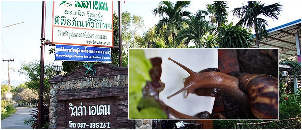 cover ไปชมตัวอย่างฟาร์มหอยทากและเปิดตัวเซรั่มอาช่า (Acha Snail Serum) นครนายก