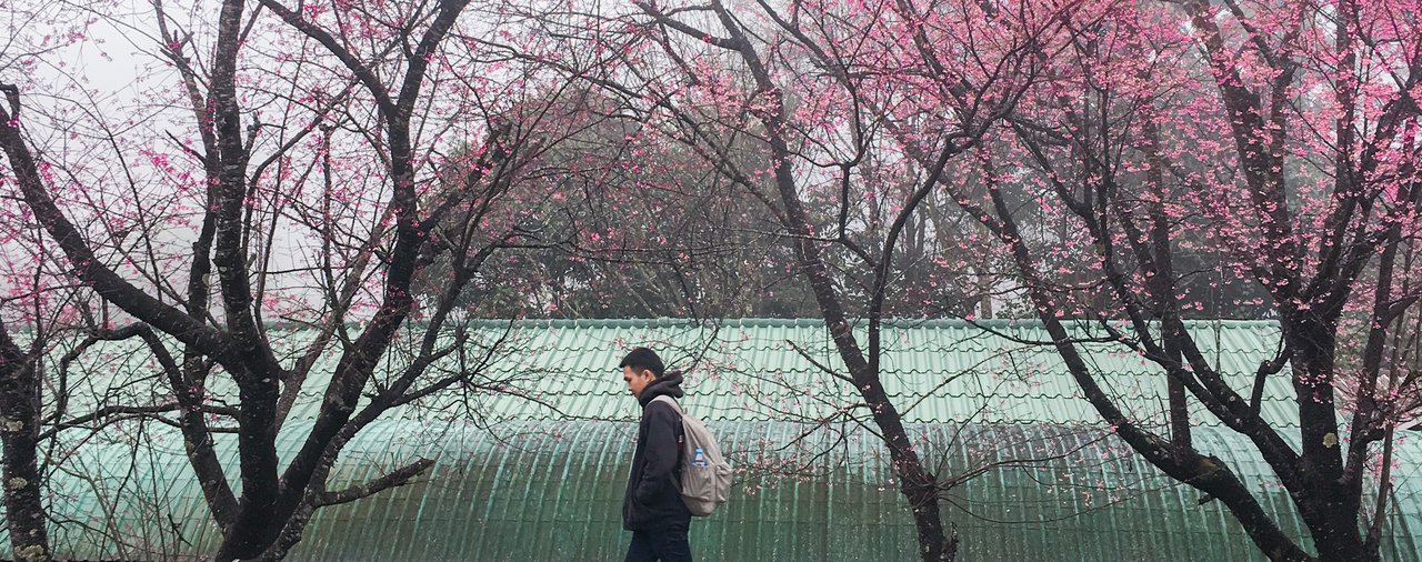 cover ตามหาเส้นทางสีชมพู เลยไปกิ่วแม่ปาน ณ เชียงใหม่