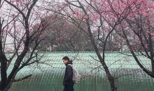 Cover ตามหาเส้นทางสีชมพู เลยไปกิ่วแม่ปาน ณ เชียงใหม่...