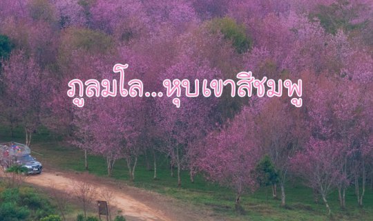 cover ภูลมโล..หุบเขาสีชมพู