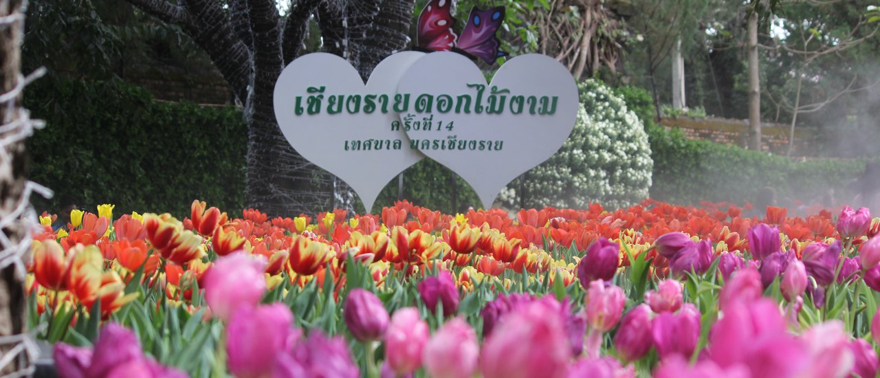 cover ###ม่วงมหากาฬรีวิว#เ ชี ย ง ร า ย. . .ใ น ส า ย ล ม ห น า ว