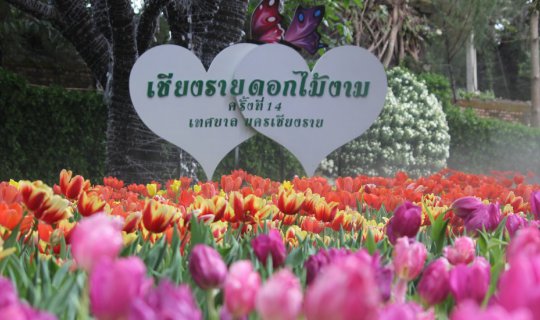 cover ###ม่วงมหากาฬรีวิว#เ ชี ย ง ร า ย. . .ใ น ส า ย ล ม ห น า ว