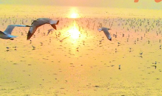 cover กินลม ชมนก @ บางปู