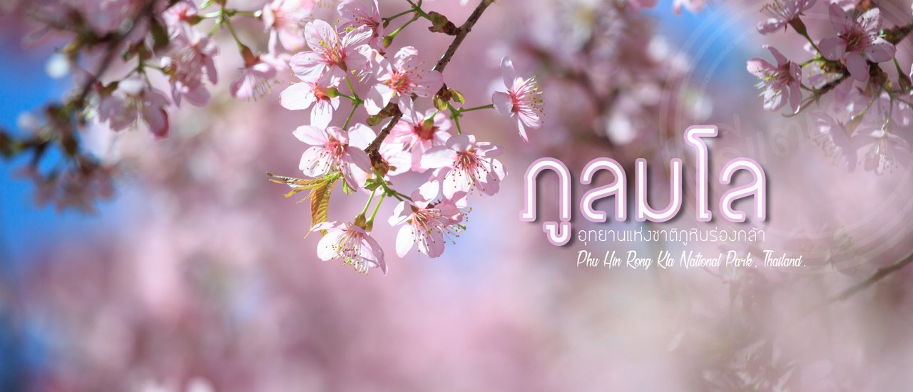 cover "ภูลมโล" ดินแดนซากุระเมืองไทยที่ใหญ่ที่สุด