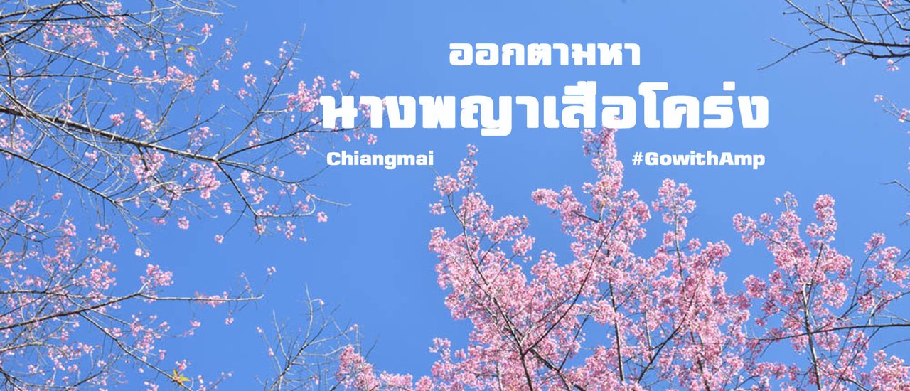 cover ออกตามหา “นางพญาเสือโคร่ง” เชียงใหม่ 6 จุด