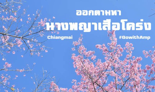 cover ออกตามหา “นางพญาเสือโคร่ง” เชียงใหม่ 6 จุด