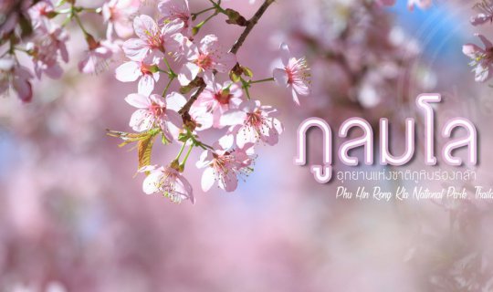 cover “Phu Lom Lo”- The Largest Wild Himalayan Cherry Site in Thailand