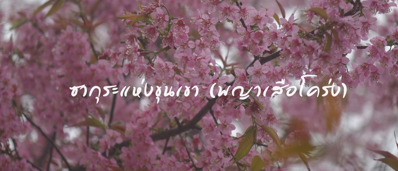 cover น้ําตกขุนกรณ์-ปางขอน-ผาลั้ง-ดอยช้าง ทริปเดินป่าตามหาดอกพญาเสือโคร่ง ชมน้ำตก วีถีชุมชน ชิมกาแฟ และอาหารถิ่น