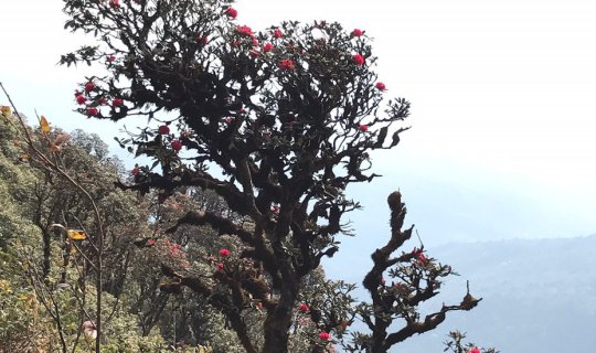 cover Lost in north กล่าวขอบคุณก็คงไม่พอ