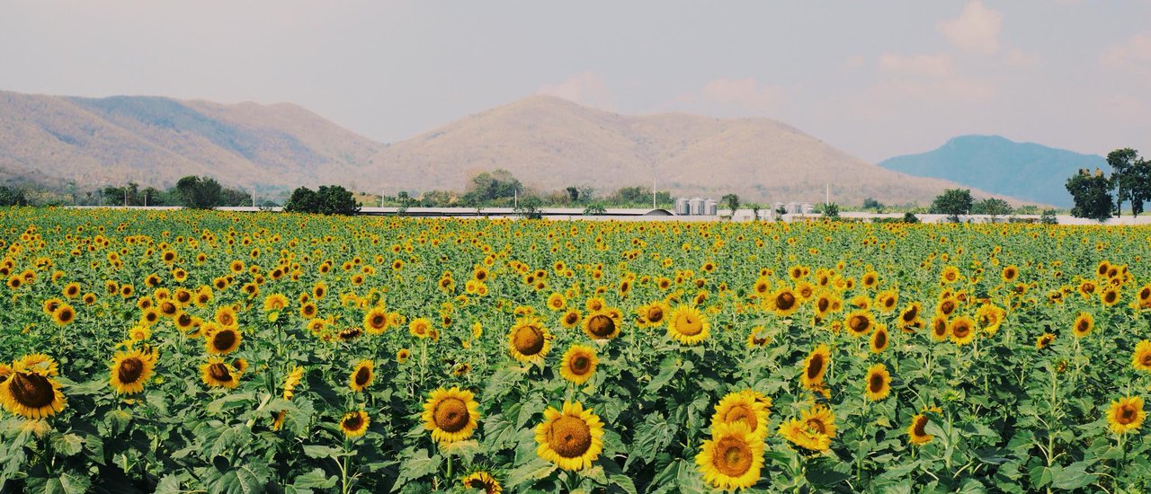 cover One Day Trip นั่งรถไฟไปป่วนเมืองลิง-ชมวัด-แว๊นวินไปดูทุ่งทานตะวัน-ทุ่งคอสมอส กับฤดูดอกไม้สีเหลืองกัน 🌻🌻🌼🌼