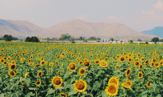 cover One Day Trip นั่งรถไฟไปป่วนเมืองลิง-ชมวัด-แว๊นวินไปดูทุ่งทานตะวัน-ทุ่งคอสมอส กับฤดูดอกไม้สีเหลืองกัน  🌻🌻🌼🌼