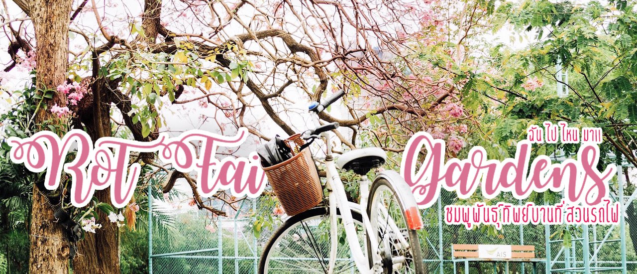 cover เตรียมรอดอกชมพูพันธุ์ทิพย์บานที่สวนรถไฟ