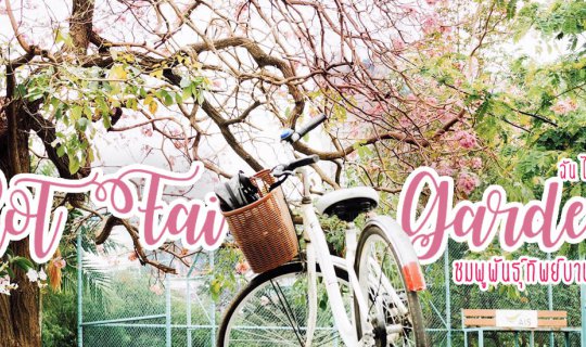 cover เตรียมรอดอกชมพูพันธุ์ทิพย์บานที่สวนรถไฟ