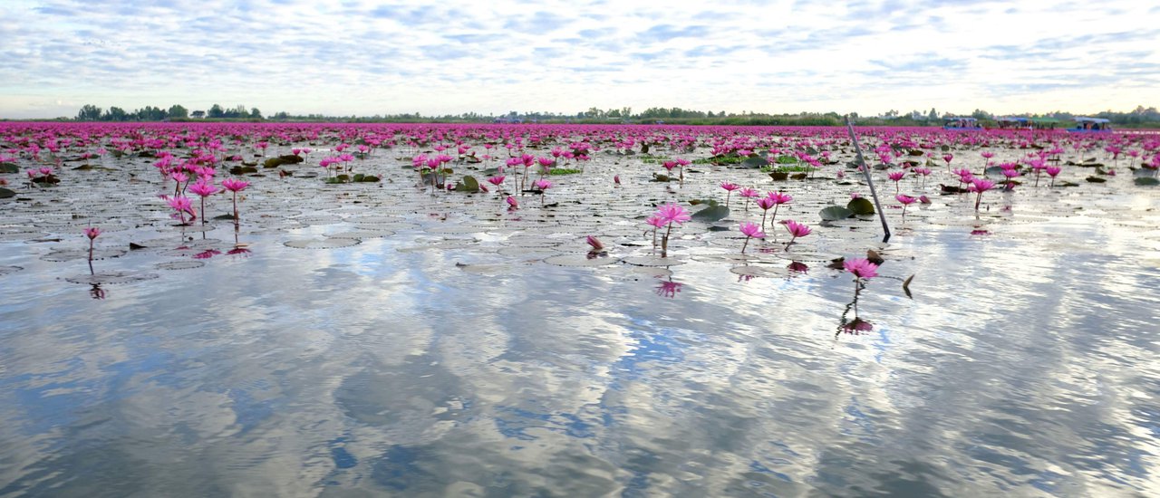 cover ทะเลบัวแดง กับแสงแรกเหนือบึงหนองหาน