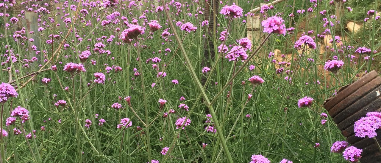 cover ม่อนแจ่ม เชียงใหม่ใครๆก็มากัน(ทำไม)?