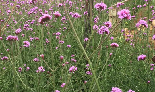 cover ม่อนแจ่ม เชียงใหม่ใครๆก็มากัน(ทำไม)?