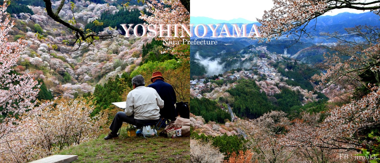 cover Yoshinoyama สุดยอดความงามดอกซากุระป่า