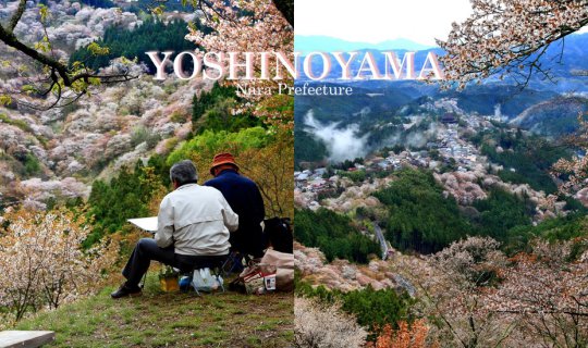 cover Yoshinoyama สุดยอดความงามดอกซากุระป่า