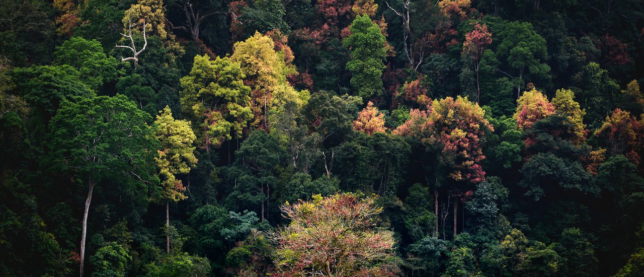 cover Hala-Bala : Color Changing Forest