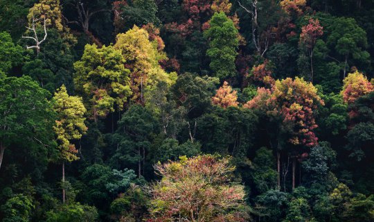 cover Hala-Bala : Color Changing Forest