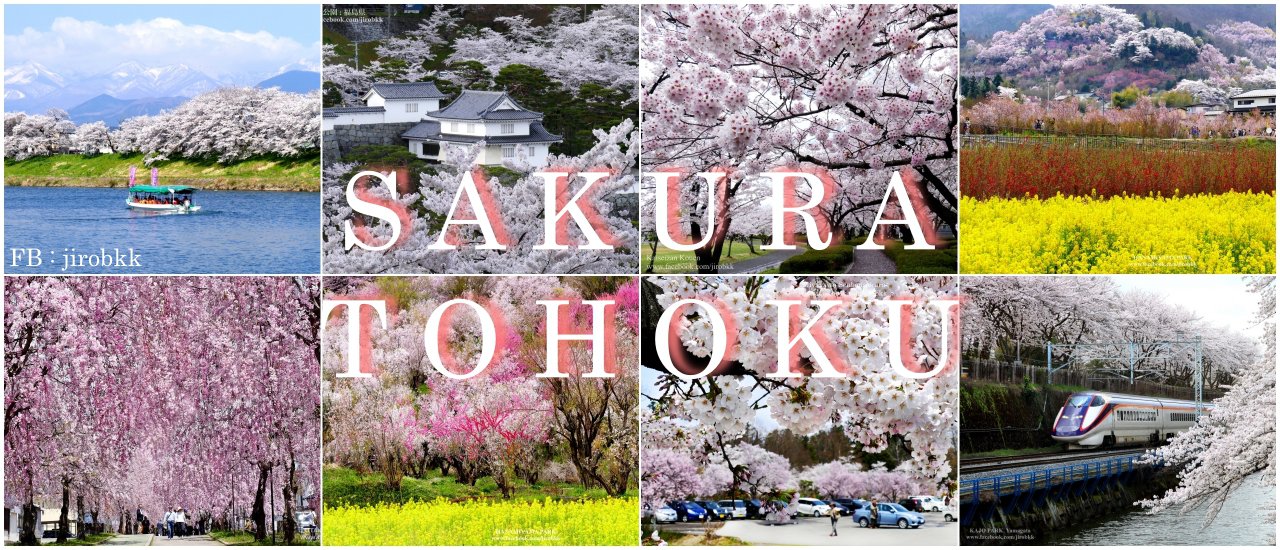 cover 20 Great Destinations for Enjoying Sakura Flowers in Tohoku Region, Japan!!!