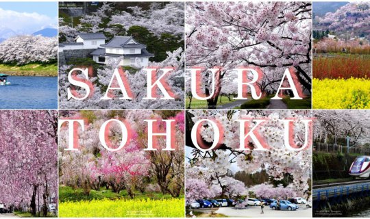 cover 20 Great Destinations for Enjoying Sakura Flowers in Tohoku Region, Japan!!!