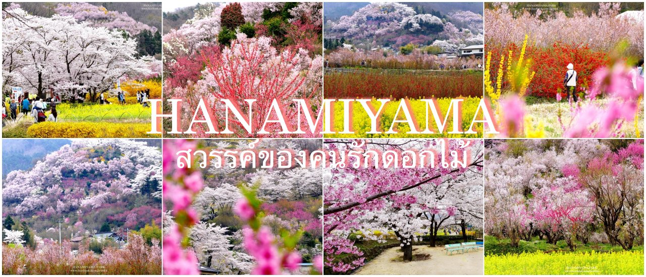 cover Hanamiyama Park, A Paradise for Flower Lover.