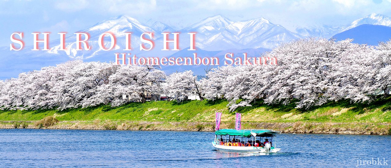 cover SHIROISHI ..... is the image of breathtaking ิbeautiful Sakura along a river!
