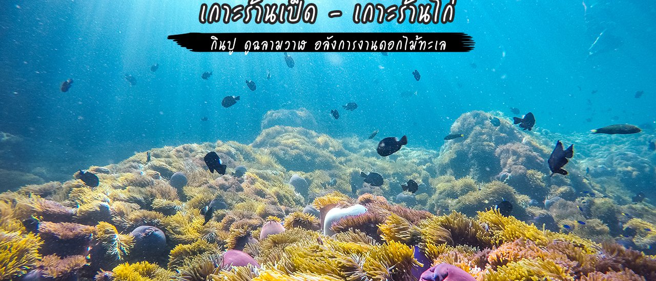 cover กินปู - ดูฉลามวาฬ - อลังการงานดอกไม้ทะเล ที่ เกาะร้านเป็ด - เกาะร้านไก่ จ.ชุมพร