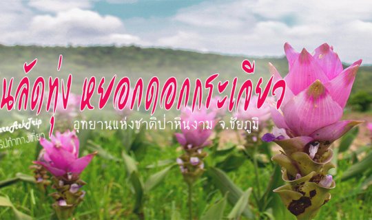 cover เดินลัดทุ่ง หยอกดอกกระเจียว อช.ป่าหินงาม จ.ชัยภูมิ