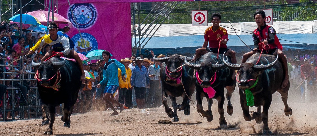 cover Traditional Buffalo Race, Chonburi : Thailand Only and The Only One in This World