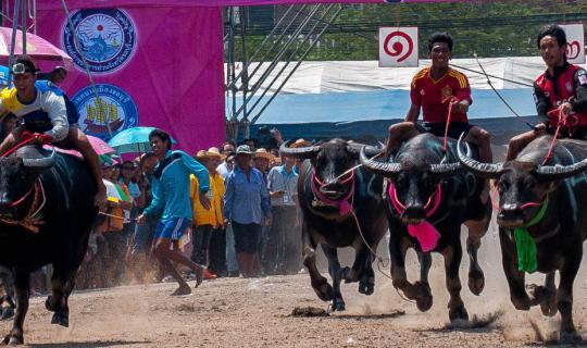 cover Traditional Buffalo Race, Chonburi : Thailand Only and The Only One in This World