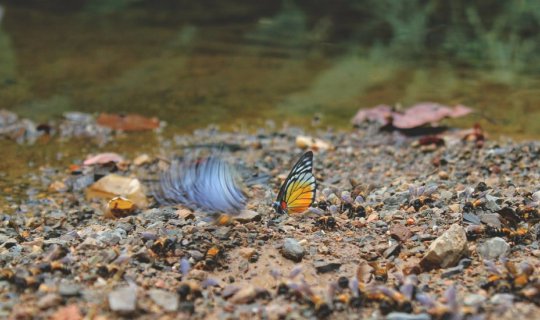 Cover Summer Time !! Let lost with us (Got lost together) /ชมผีเสื้อที่บ้า...