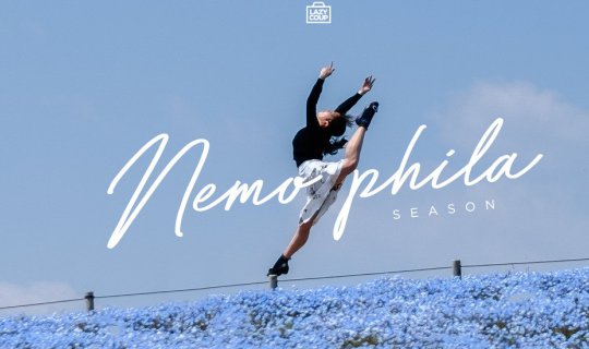 cover 4,500,000 Nemophilas - Indistinguishable from the sky 💙