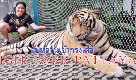 cover เที่ยวพัทยา ตอน 6 (จบ) :: จับหลานเข้ากรงเสือ ....Tiger Park Pattaya