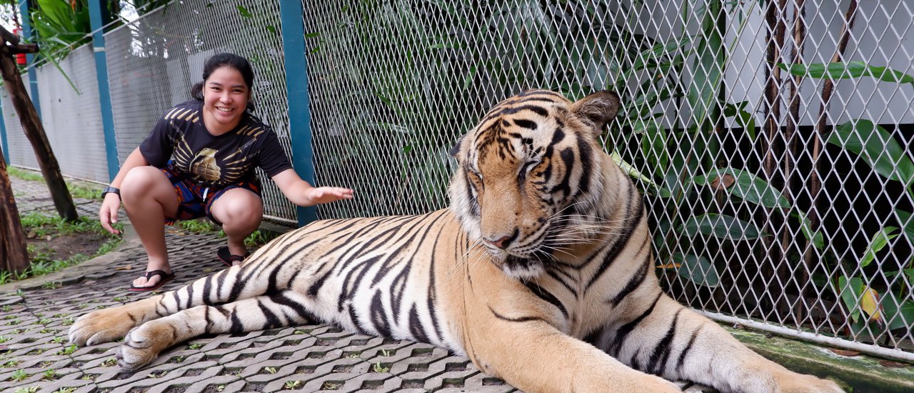 cover Tiger Park Pattaya