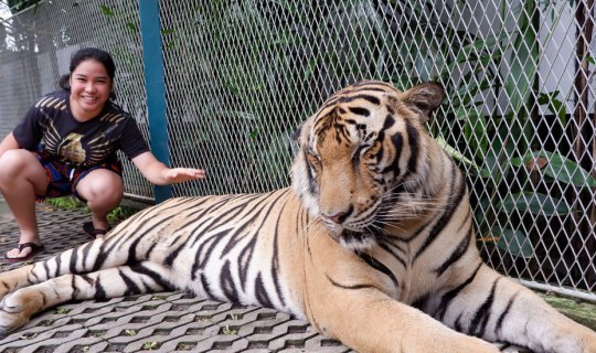 cover Tiger Park Pattaya