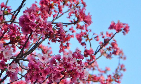 cover Sakura in japan