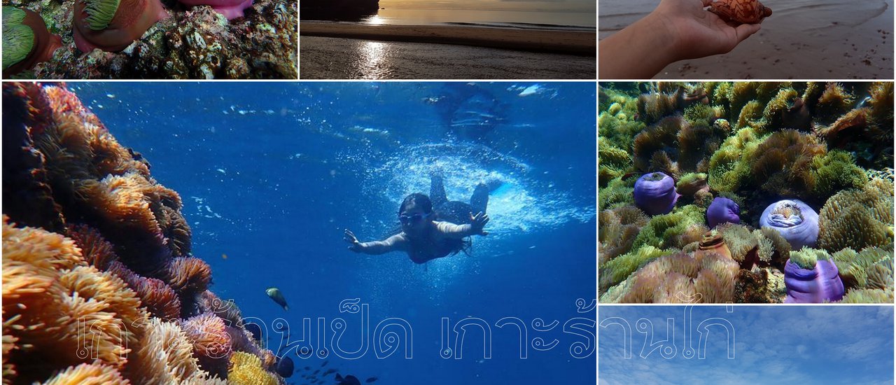 cover เกาะร้านเป็ด เกาะร้านไก่ มหัศจรรย์ ดงดอกไม้ทะเล จ.ชุมพร