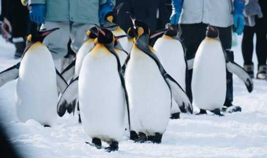 cover Asahiyama Zoo :: สวนสัตว์แสนน่ารักแห่งเมือง Asahikawa, Hokkaido