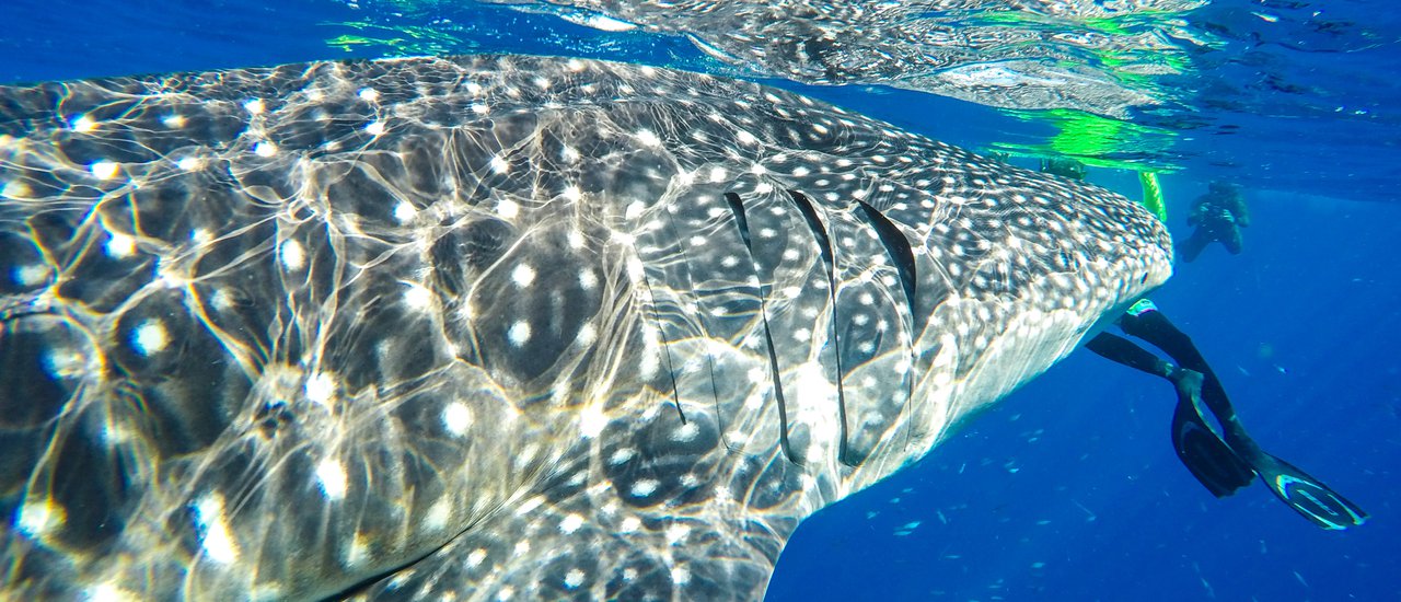 cover Travel to Chumphon, Stay at Ao Khram, Night Squid Fishing & the Milky Way, Enjoy Whale Shark & Amazing Underwater World at Ran Pet and Ran Kai Island!