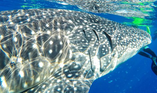 cover Travel to Chumphon, Stay at Ao Khram, Night Squid Fishing & the Milky Way, Enjoy Whale Shark & Amazing Underwater World at Ran Pet and Ran Kai Island!