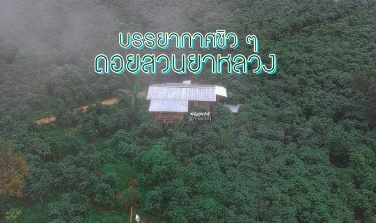 cover ดอยสวนยาหลวง.....ทริปนี้ มีแต่ความประทับใจ