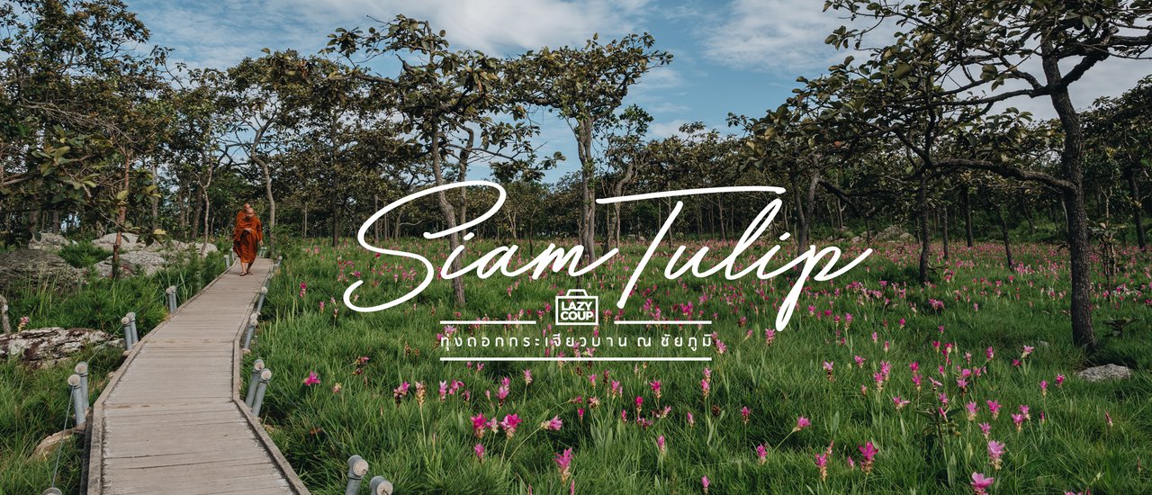 cover Siam Tulip - ดอกกระเจียวบาน ณ ชัยภูมิ