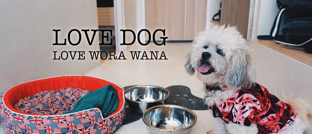 cover LOVE DOG LOVE WORA WANA .. พาน้องหมาไปเที่ยวทะเล