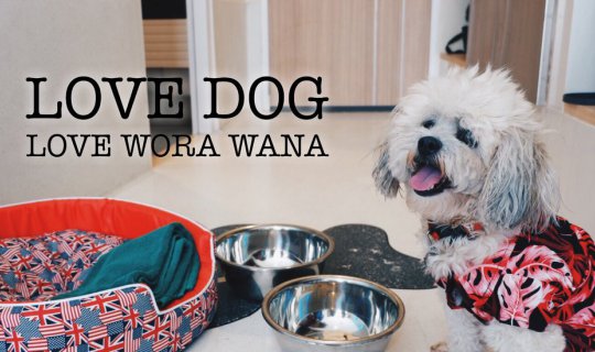 cover LOVE DOG LOVE WORA WANA .. พาน้องหมาไปเที่ยวทะเล