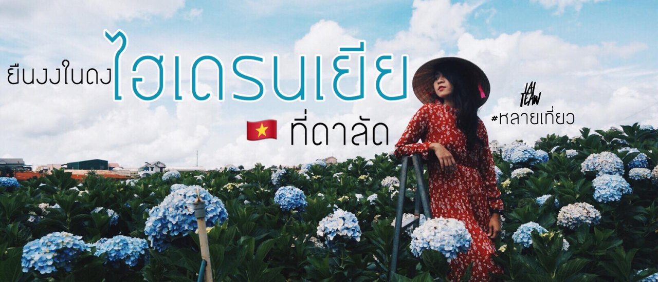 cover ยืนงงในดงไฮเดรนเยียที่ดาลัด