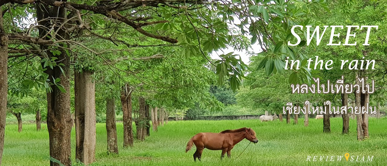cover หลงไป เที่ยวไป เชียงใหม่ในสายฝน sweet in the rain