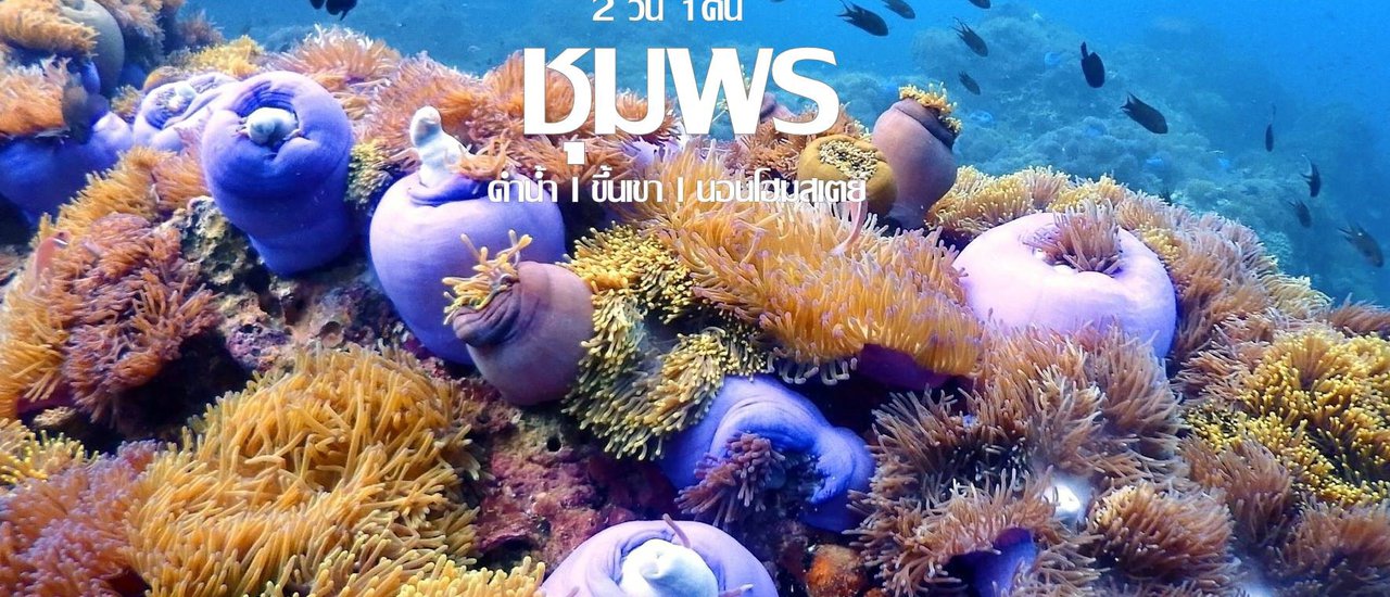 cover ลิตเติ้ลเมอเมด..แหวกว่ายใต้ท้องทะเลชุมพร