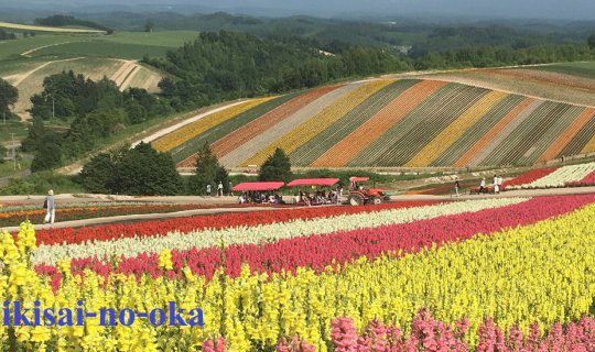 Cover สวนดอกไม้ Shikisai-no-oka ที่ Biei...